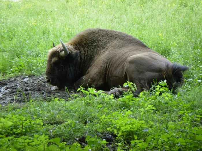 Reserva de la Biosfera de Voronezh. Reserva de Biosfera del Cáucaso. Reserva de la Biosfera del Danubio