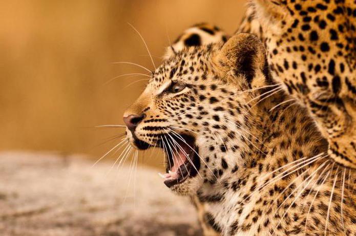 Cuál es la diferencia entre un guepardo de un leopardo: una descripción y diferencias de depredadores