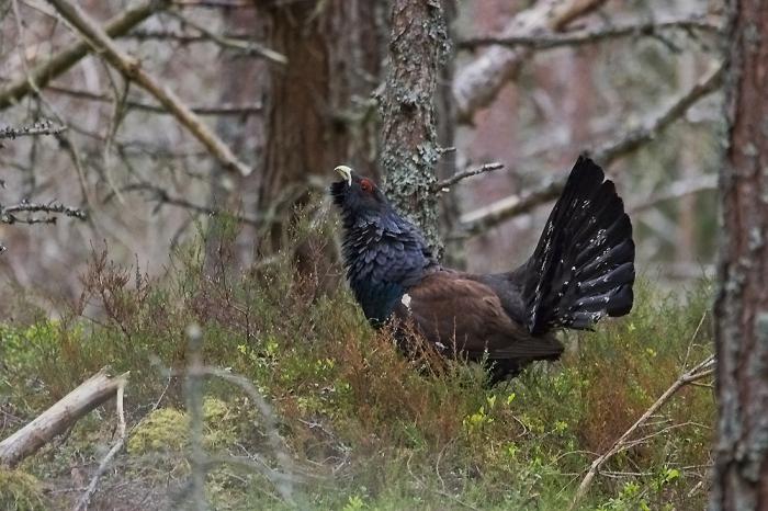 ¿Qué come el grouse de la madera? Wood grouse (bird): foto y descripción