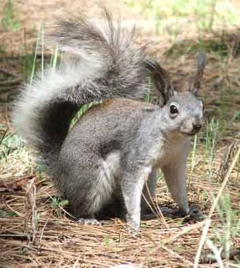 ¿Qué comen las ardillas en nuestros bosques?