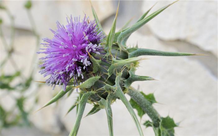 nombre de plantas silvestres