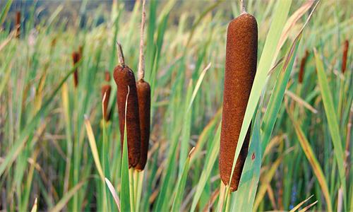 nombre y significado de plantas silvestres