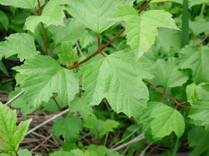 plantas silvestres nombre 2 clase