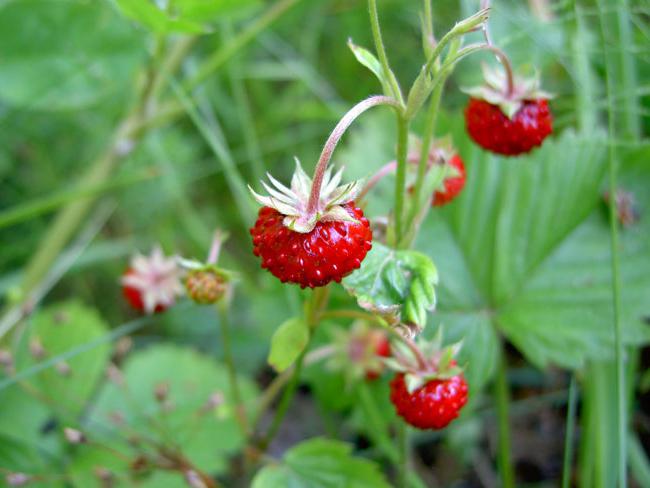 ejemplos de plantas silvestres del nombre