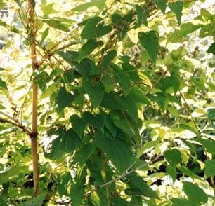 dioscorea caucasian opiniones