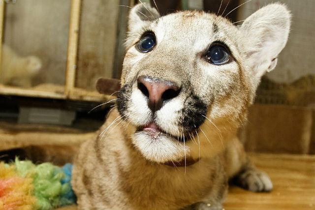 zoológicos en Tomsk