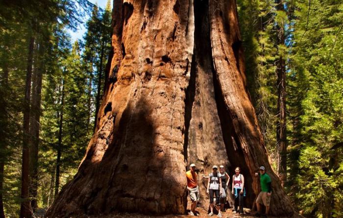 Secuoya gigante: foto. ¿Dónde crece la secuoya gigante?