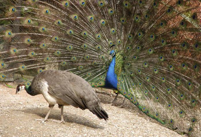 Foto de pavo real femenina