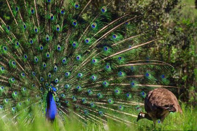 pavo real hembra en la naturaleza 