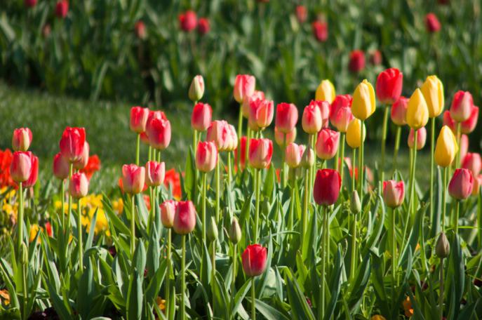 Qué flores se comen y cuál es su uso