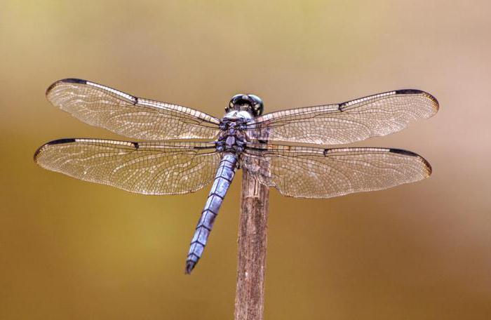 ¿Cuál es el insecto más rápido del mundo?