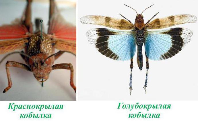 Yegua - un insecto de la familia de la langosta