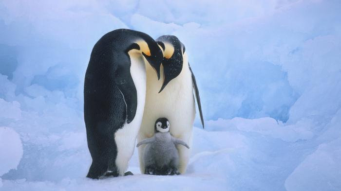 ¿Quién puede ser visto en un gran témpano de hielo? ¡Bueno, por supuesto, un oso y un pingüino!