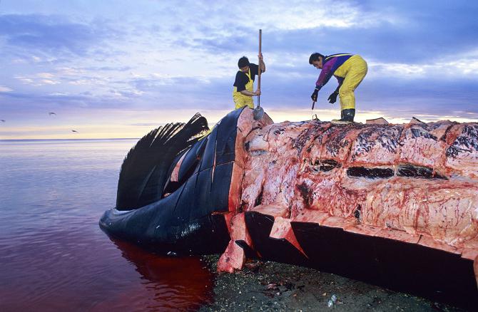 Una gran ballena de la familia de las ballenas lisas