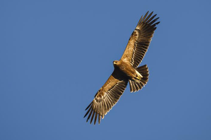 pequeño águila manchada 