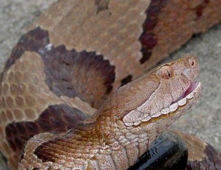 Medynka vulgaris es la serpiente de nuestros bosques