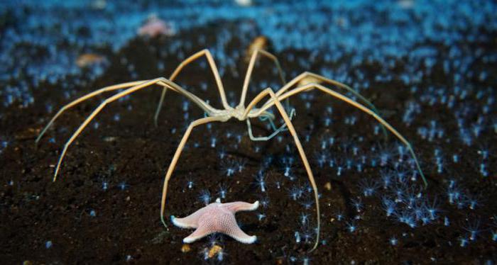 estrella de mar y araña