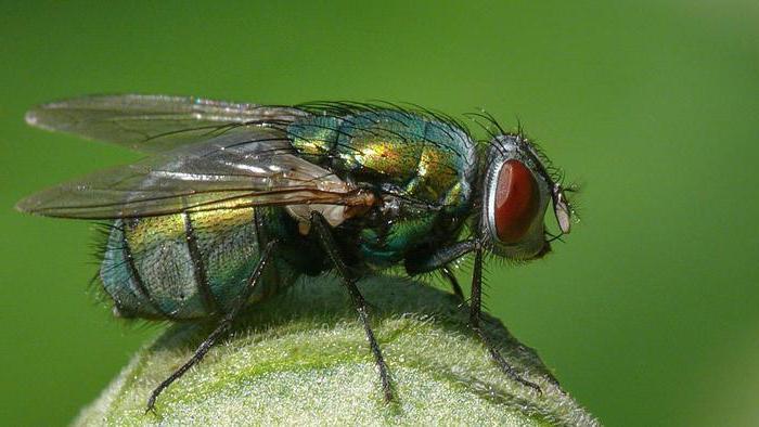 Green Butcherfly