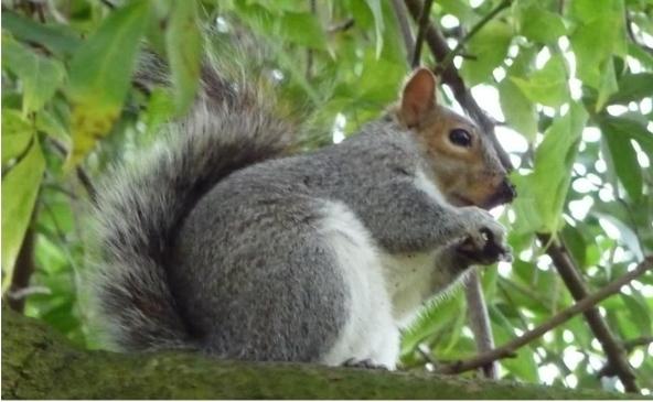 Fenómenos otoñales de la naturaleza en el desarrollo de los niños en edad preescolar