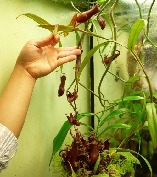 Plantas carnívoras adecuadas para la limpieza