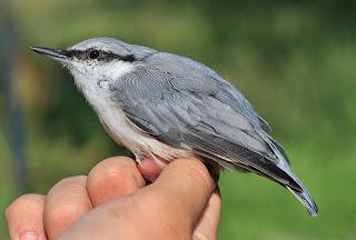 Trepador azul (pájaro): ¿qué tipo de pájaro, cómo se ve? ¿El pájaro migratorio es un trepador o un pájaro hibernando?