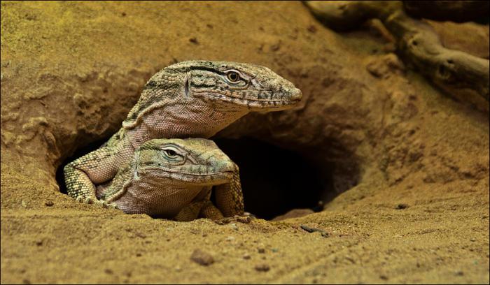 Lo que un lagarto se llama un cocodrilo del desierto