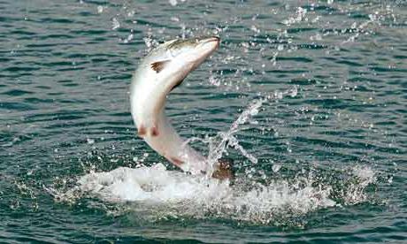 Los tipos más comunes de peces rojos