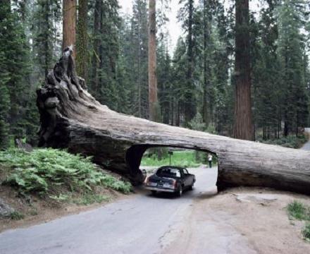 Sequoia es el árbol más alto del mundo