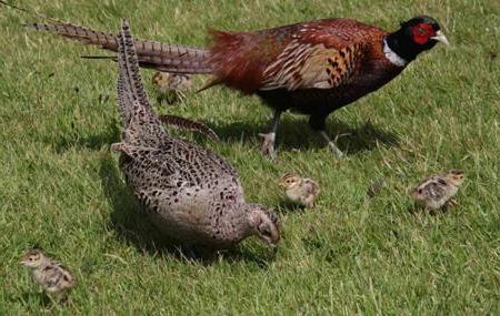 Perdiz gris, keklik, turach, pavo real son las aves de la familia del faisán