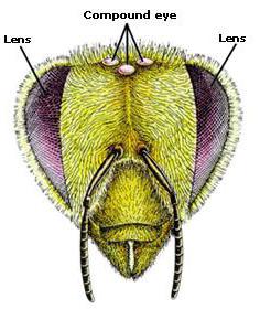 ¿Cuántos ojos tiene la abeja?