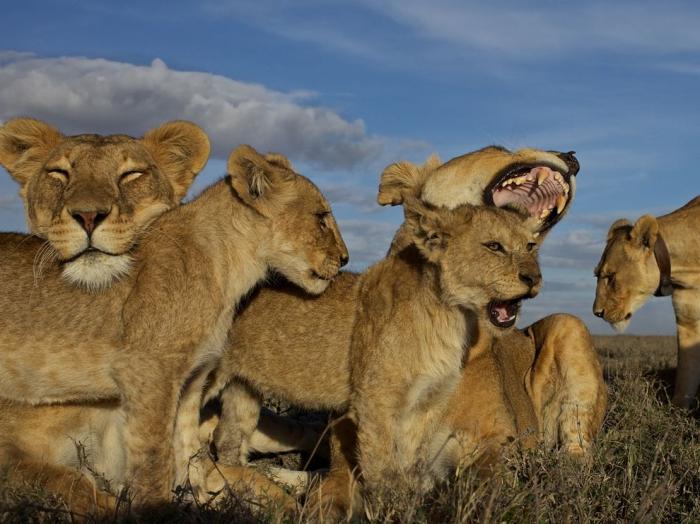 Leones sociales ¿Es orgullo una ventaja o una limitación?