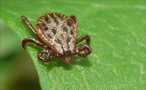 El hábitat de las garrapatas en la naturaleza