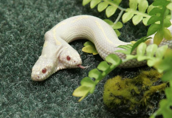 ¿Hay una serpiente de dos cabezas? Serpiente albino de dos cabezas