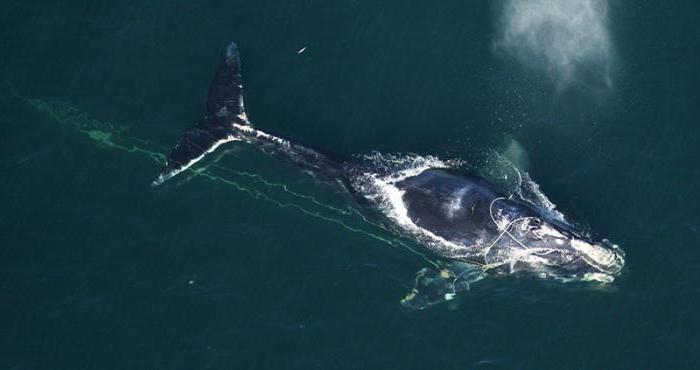 ballena lisa japonesa