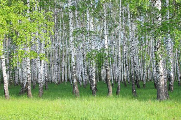 "Birch Grove" - ​​un ensayo sobre la pintura de Isaac Levitan