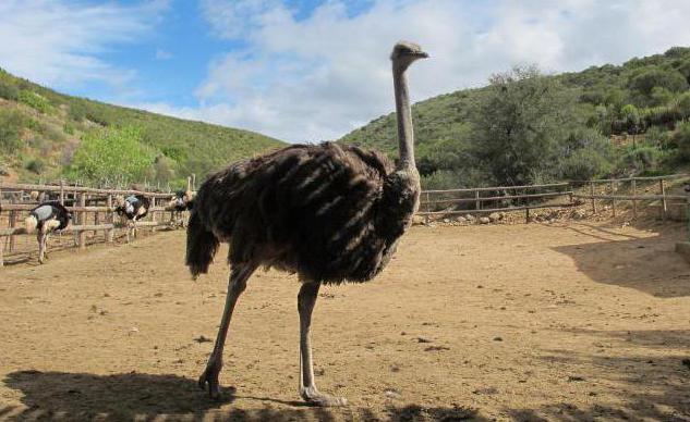 representantes de aves rapaces