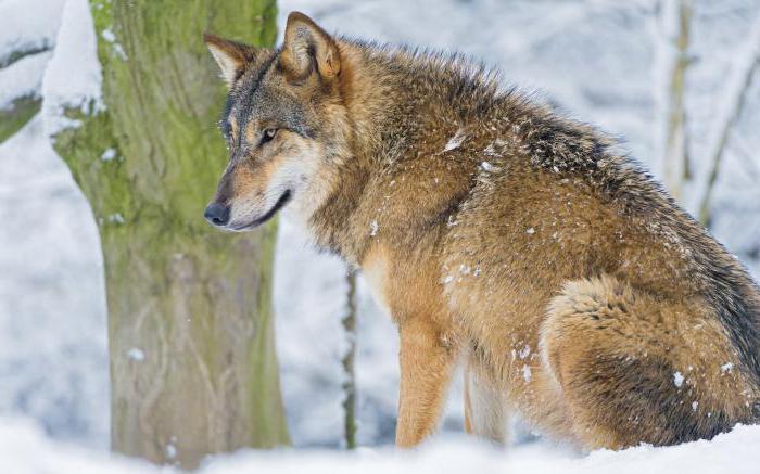 Animales salvajes: lista, características, características comunes