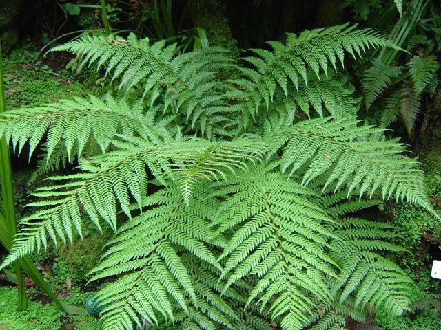 Grupos ecológicos de plantas: ejemplos