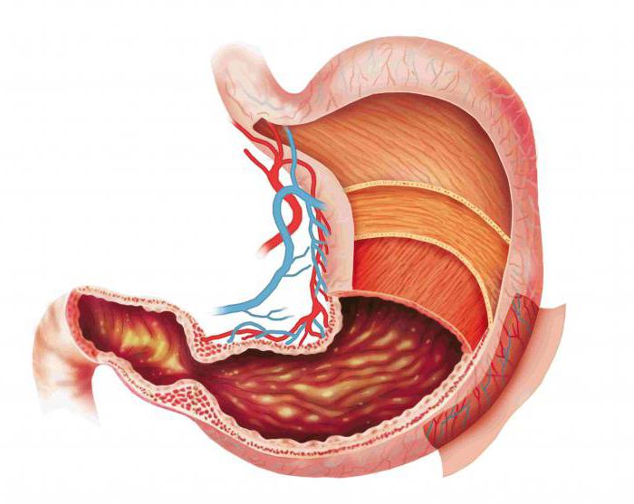 Enzimas que descomponen la grasa en el cuerpo humano