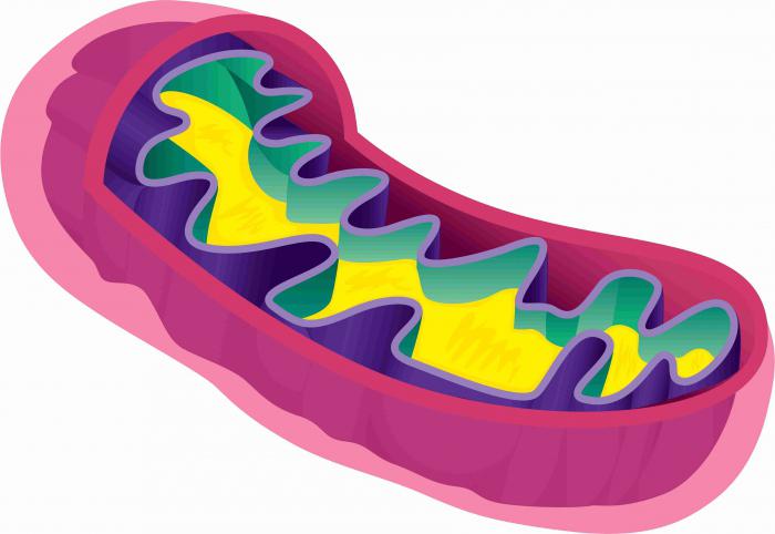 Funciones de la membrana plasmática en la célula