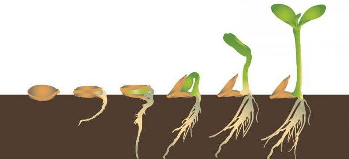 Las principales condiciones para la germinación de la semilla