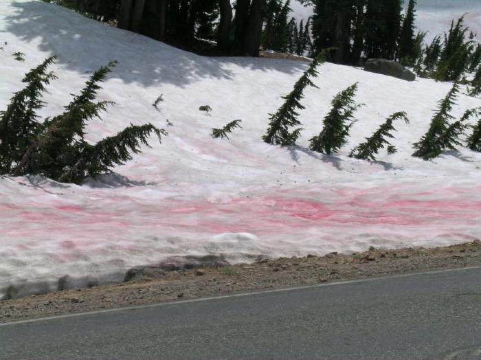 Chlamydomonada nevada: características de la estructura, hábitat