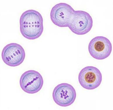 Como resultado de la mitosis, se forman nuevas células: las características y la importancia del proceso