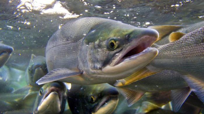 ¿Qué tipo de memoria de pescado? ¡Entendamos!