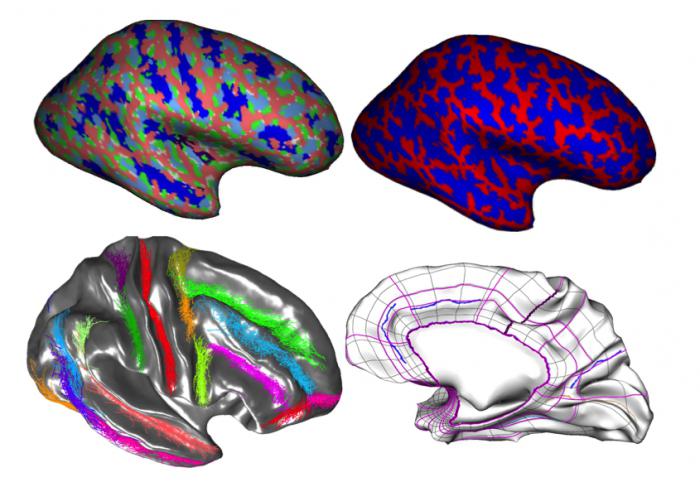 Tareas de la anatomía como ciencia.