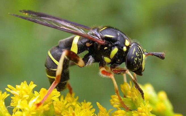 Los insectos son representantes del tipo de artrópodo. Características de la estructura y funciones vitales