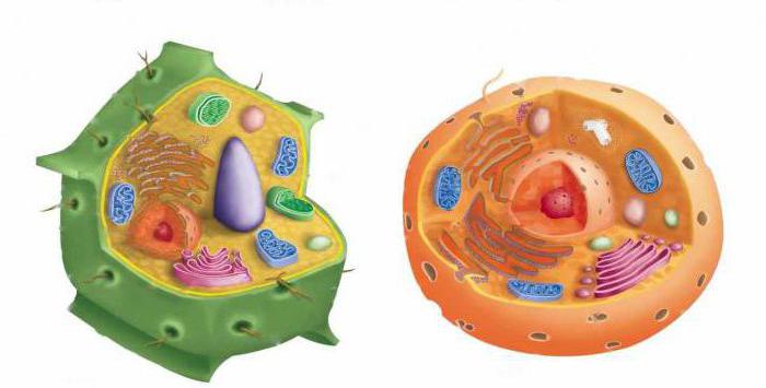 la diferencia entre una célula vegetal y una mesa animal