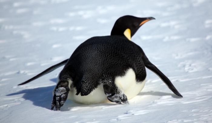 el pingüino es un mamífero