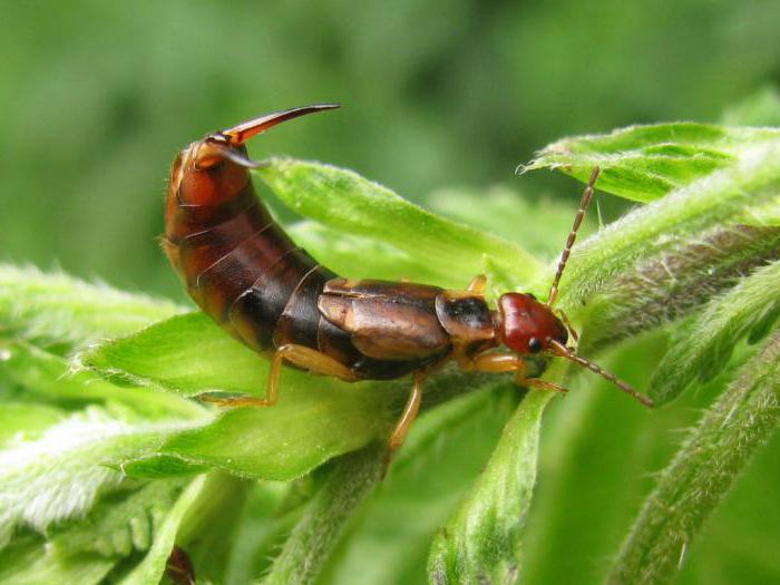 Insectos alados: descripción, características, especies y clasificación