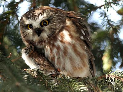 temperatura de los bosques mixtos y deciduos